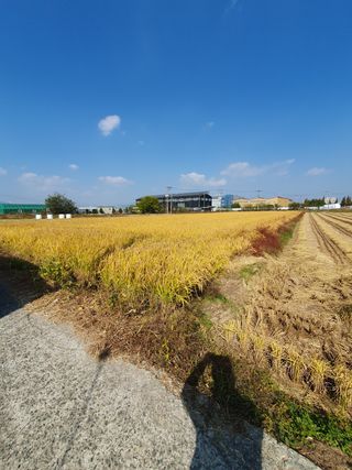 김광신님의 벼 · 영농일지 작성글 사진