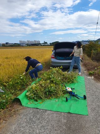 김광신님의 벼 · 영농일지 작성글 사진