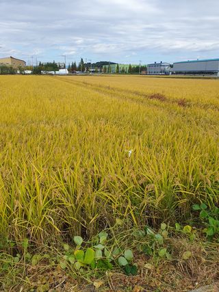 김광신님의 벼 · 영농일지 작성글 사진