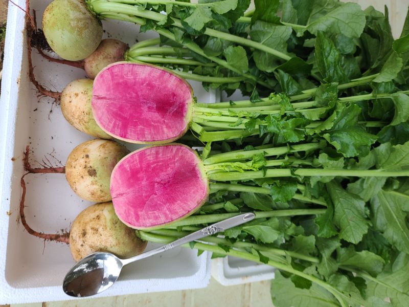 장터 상품 [과일무 (수박무)5Kg 15~20개] 썸네일