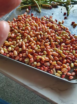 김광신님의 벼 · 영농일지 작성글 사진