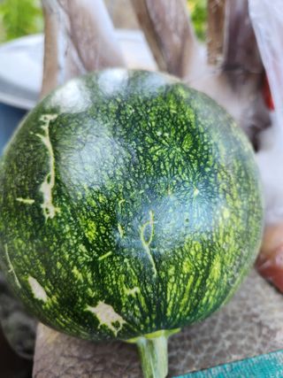 고영희님의 [팜춘문예] 짧은 시 쓰기 · 참여글 작성글 사진