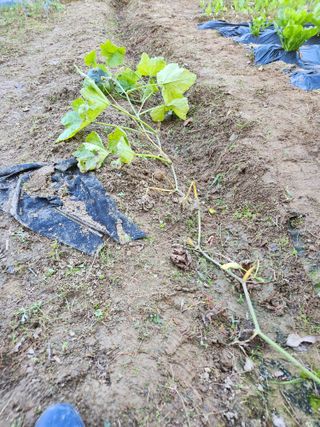 고영희님의 [팜춘문예] 짧은 시 쓰기 · 참여글 작성글 사진