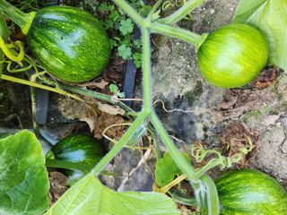 고영희님의 [팜춘문예] 짧은 시 쓰기 · 참여글 작성글 사진