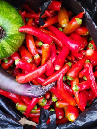 고영희님의 [팜춘문예] 짧은 시 쓰기 · 참여글 작성글 사진