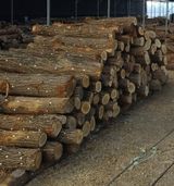 팜모닝 버섯·품종•종자 게시글 이미지