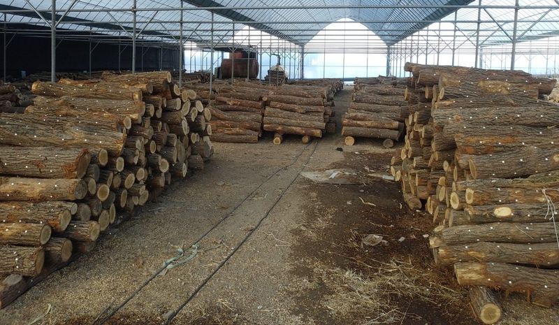 다음:농수산물공동구님의 장터 판매 상품 [■ 참나무 표고목 종균이 심어진 표고목 팝니다.■] 첨부 사진