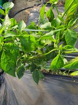 팜모닝 고추·병해충상담 게시글 이미지