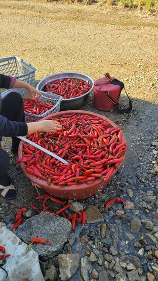 김유식 (청산)님의 콩 · 영농일지 작성글 사진