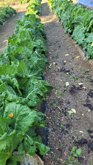 김유식 (청산)님의 콩 · 영농일지 작성글 사진