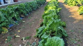 김유식 (청산)님의 콩 · 영농일지 작성글 사진