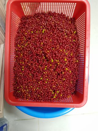 엄지농장님의 자유주제 · 자유게시판 작성글 사진