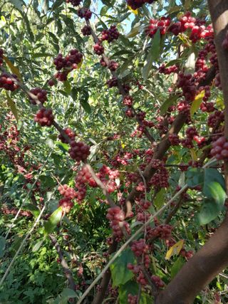 엄지농장님의 자유주제 · 자유게시판 작성글 사진