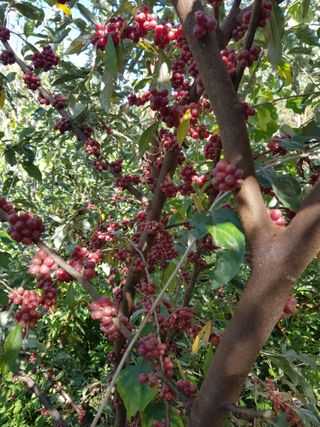 엄지농장님의 자유주제 · 자유게시판 작성글 사진