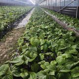 팜모닝 기타작물·영농일지 게시글 이미지