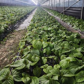 김혁규님의 기타작물 · 영농일지 작성글 사진