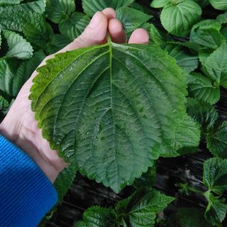 김혁규님의 기타작물 · 영농일지 작성글 사진