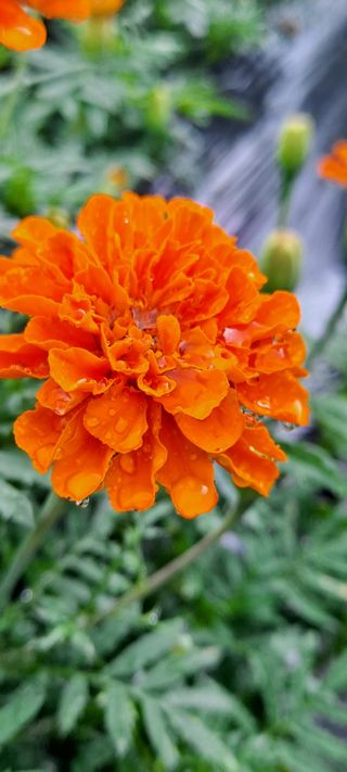 정강화님의 [팜춘문예] 짧은 시 쓰기 · 참여글 작성글 사진