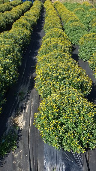 정강화님의 [팜춘문예] 짧은 시 쓰기 · 참여글 작성글 사진