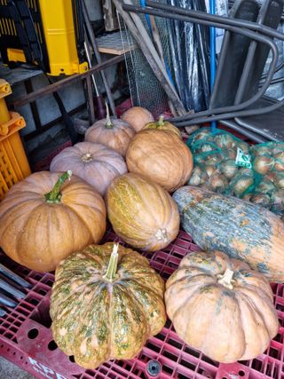 백현호님의 호박 · 자유게시판 작성글 사진