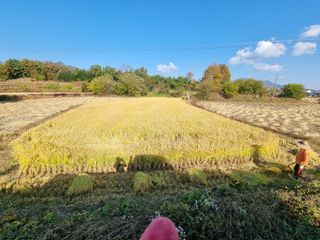 박세은님의 벼 · 영농일지 작성글 사진