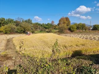 박세은님의 벼 · 영농일지 작성글 사진