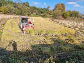 박세은님의 벼 · 영농일지 작성글 사진