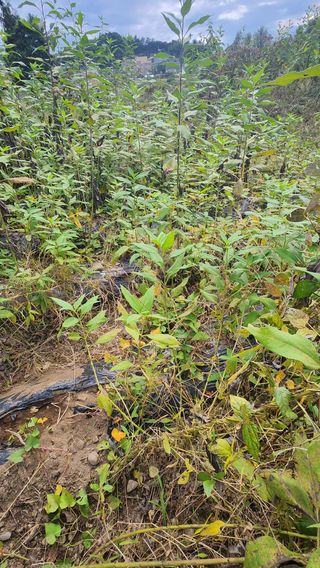 원명옥님의 [팜춘문예] 짧은 시 쓰기 · 참여글 작성글 사진