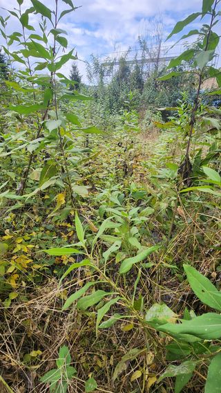 원명옥님의 [팜춘문예] 짧은 시 쓰기 · 참여글 작성글 사진