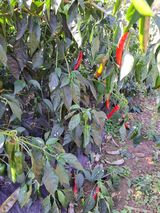 팜모닝 배추·병해충상담 게시글 이미지