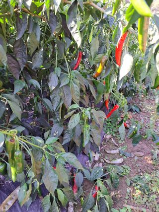 정자형님의 배추 · 병해충상담 작성글 사진