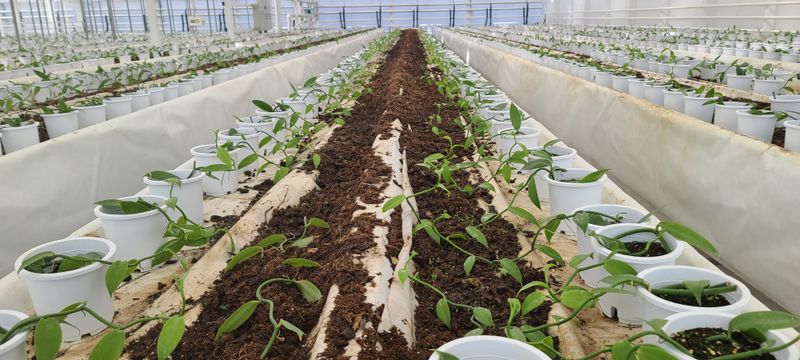 윤필용님의 장터 판매 상품 [바닐라 묘목] 첨부 사진