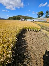 팜모닝 벼·자유게시판 게시글 이미지