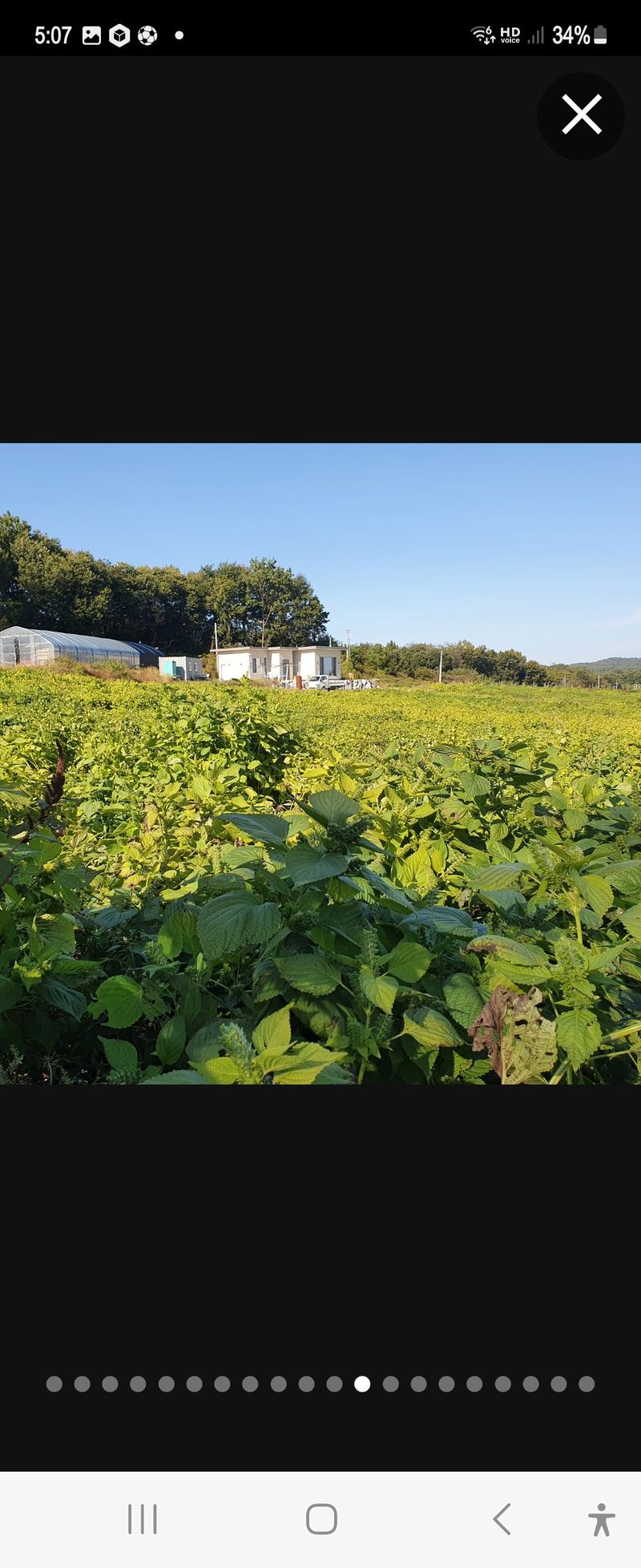 장터 상품 [들깨 할인판매 ] 썸네일