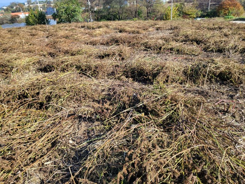 마영태님의 장터 판매 상품 [들깨 할인판매 ] 첨부 사진