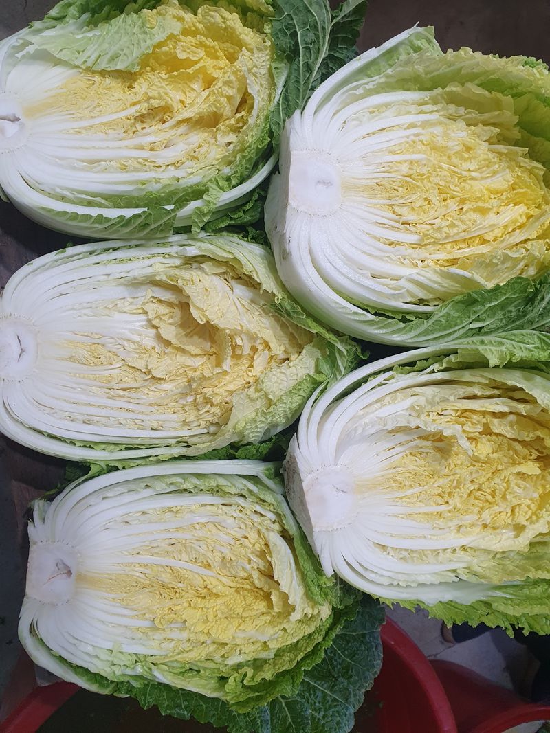 김기자(흰구름농원)님의 장터 판매 상품 [준고냉지 절임배추20kg] 첨부 사진