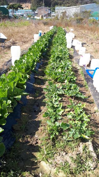 오정식님의 [팜춘문예] 짧은 시 쓰기 · 참여글 작성글 사진