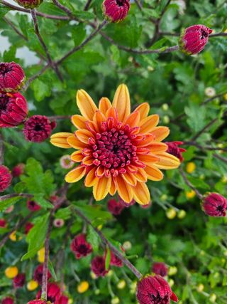 이용일님의 [팜춘문예] 짧은 시 쓰기 · 참여글 작성글 사진