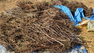 이종선님의 들깨 · 영농일지 작성글 사진