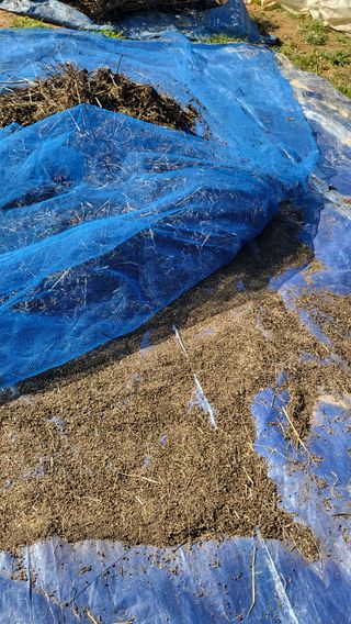 이종선님의 들깨 · 영농일지 작성글 사진