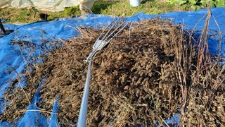 이종선님의 들깨 · 영농일지 작성글 사진