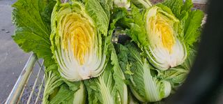 백용기님의 [팜춘문예] 짧은 시 쓰기 · 참여글 작성글 사진