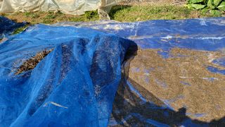 이종선님의 들깨 · 영농일지 작성글 사진