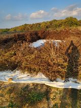 팜모닝 들깨·자유게시판 게시글 이미지