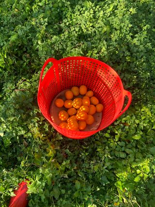 쭈야네농장님의 귤 · 영농일지 작성글 사진