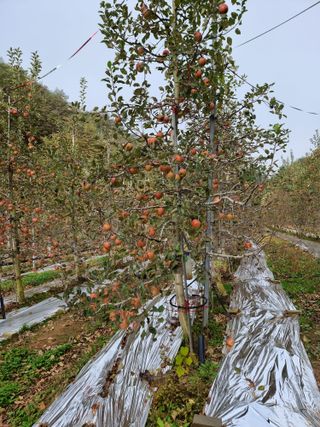 호랑이와인성이님의 작성글 사진