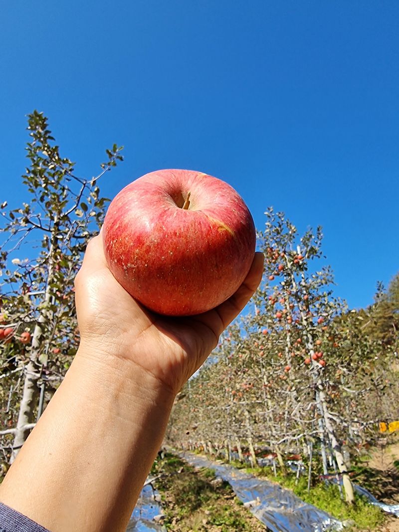 장터 상품 [미안마부사 사과즙 한정판매 ] 썸네일