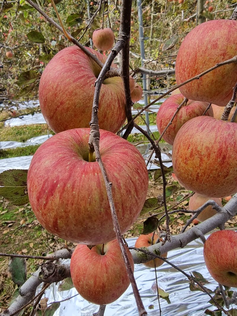 호랑이와인성이님의 장터 판매 상품 [미안마부사 사과즙 한정판매 ] 첨부 사진