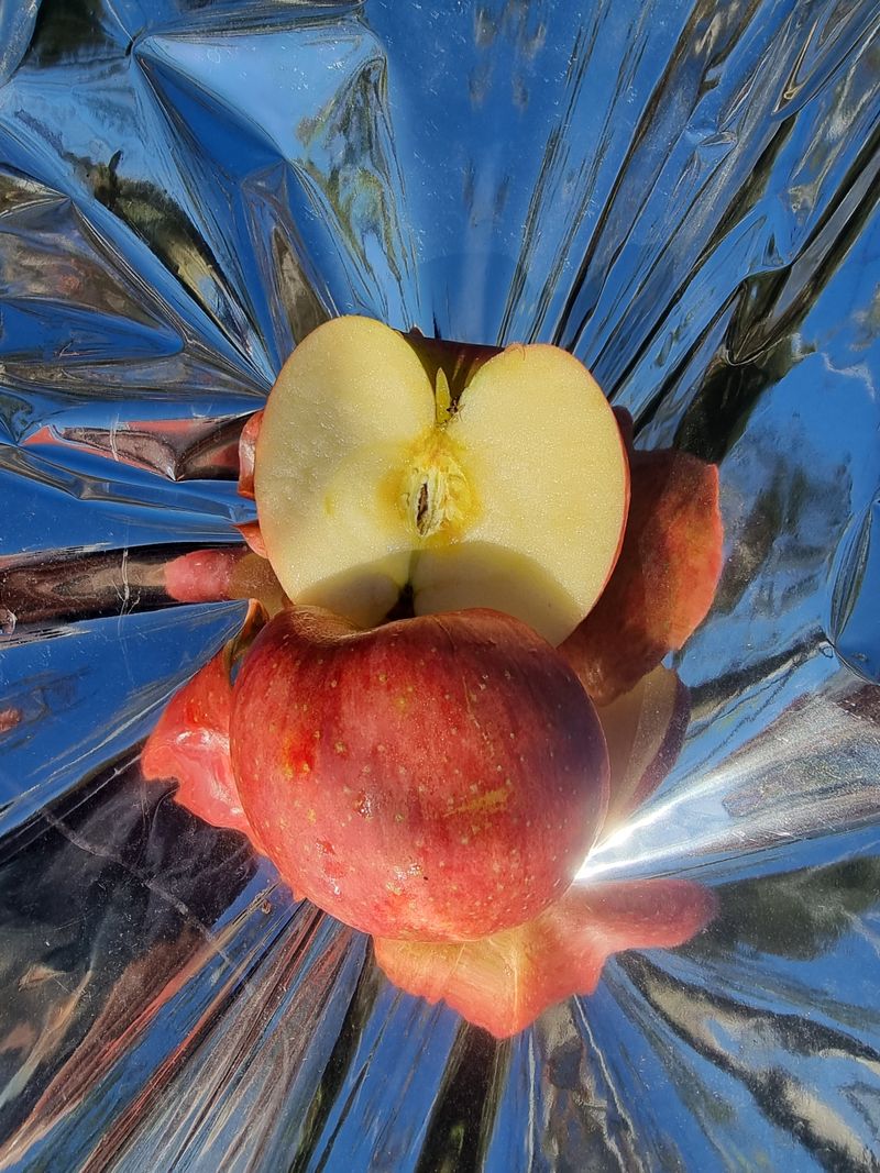 호랑이와인성이님의 장터 판매 상품 [미안마부사 사과즙 한정판매 ] 첨부 사진