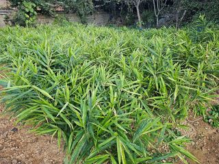 박주흥님의 기타작물 · 영농일지 작성글 사진